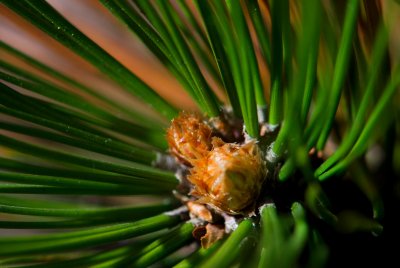 Pinus heldreichii 'Smidtii' borovice heldreichova - pupen